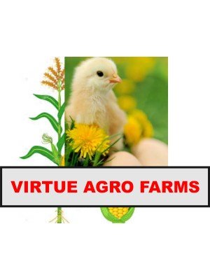 Blessing Okorie, Virtue Agro Farms